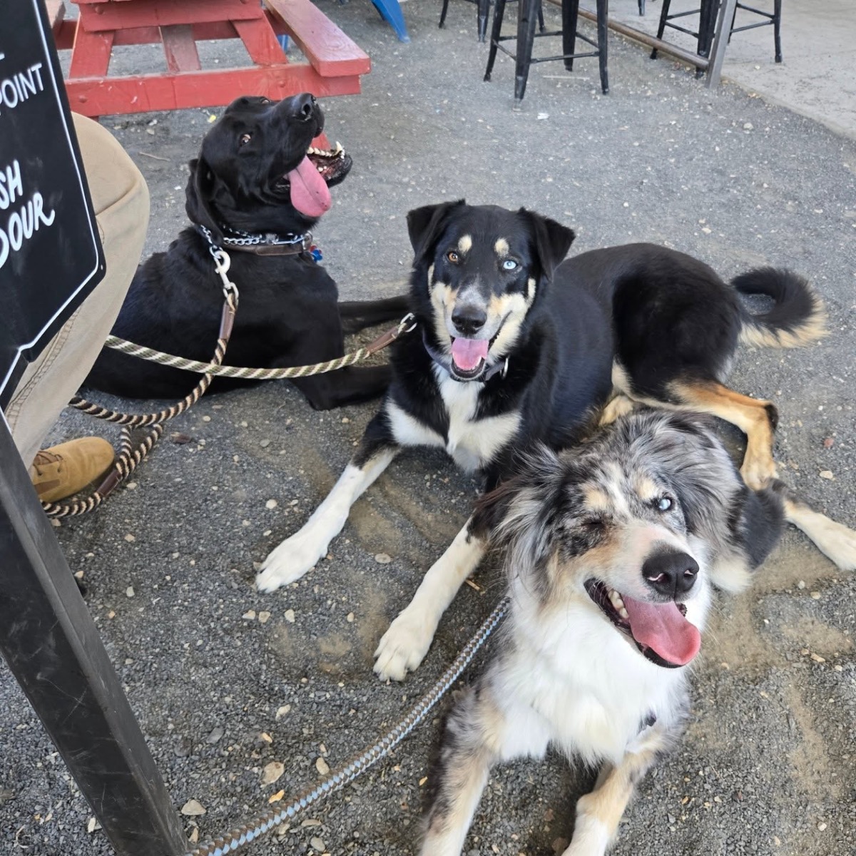 Three happy dogs together on a patio