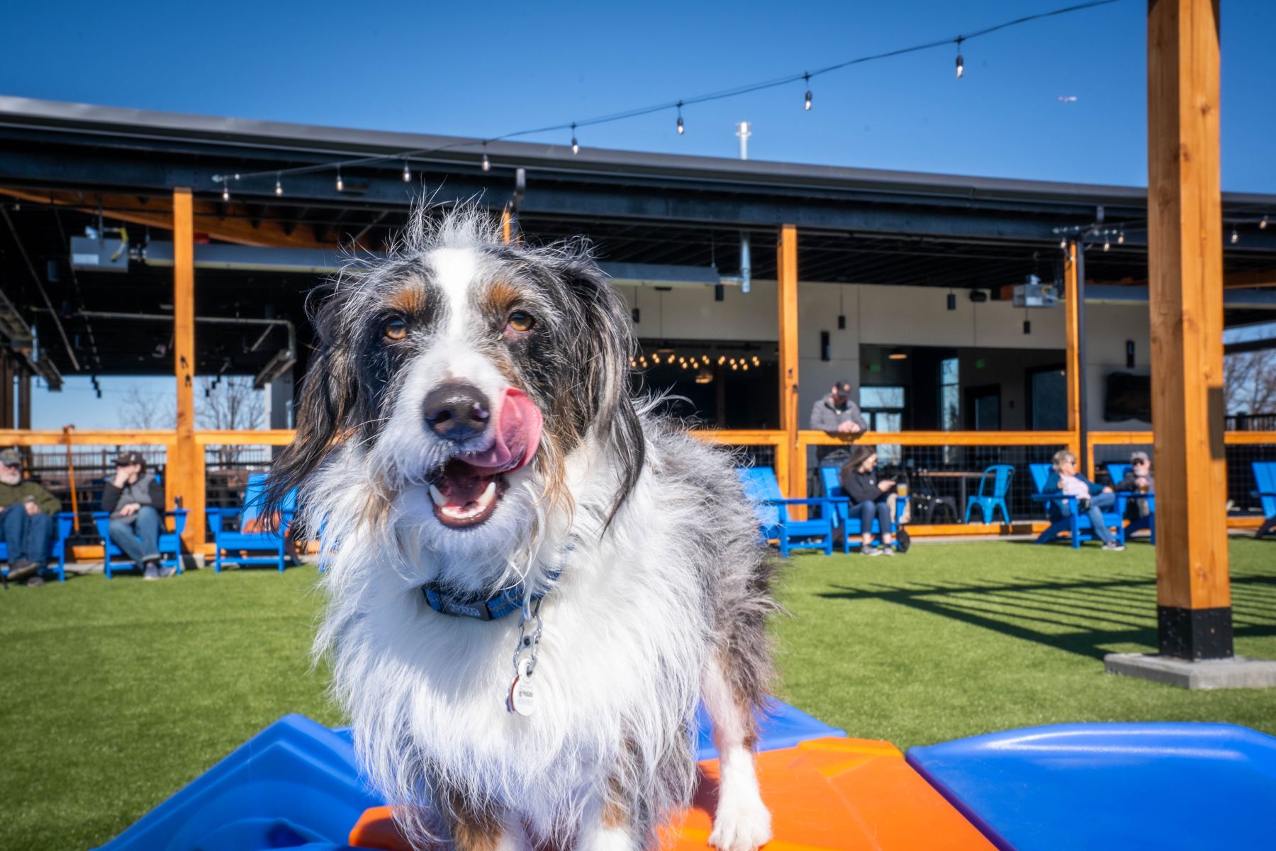 An Australian Shepherd looking straight at the camera at Sunday Social
