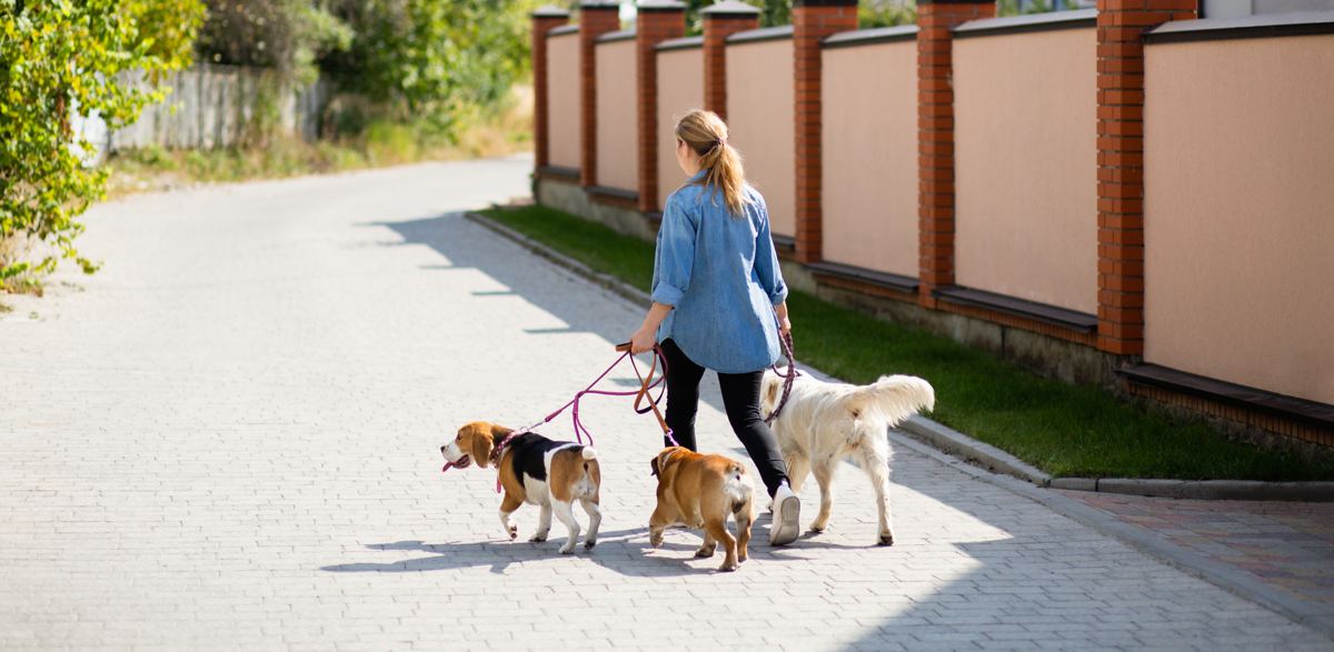 A trainer walking several dogs on leash along a path