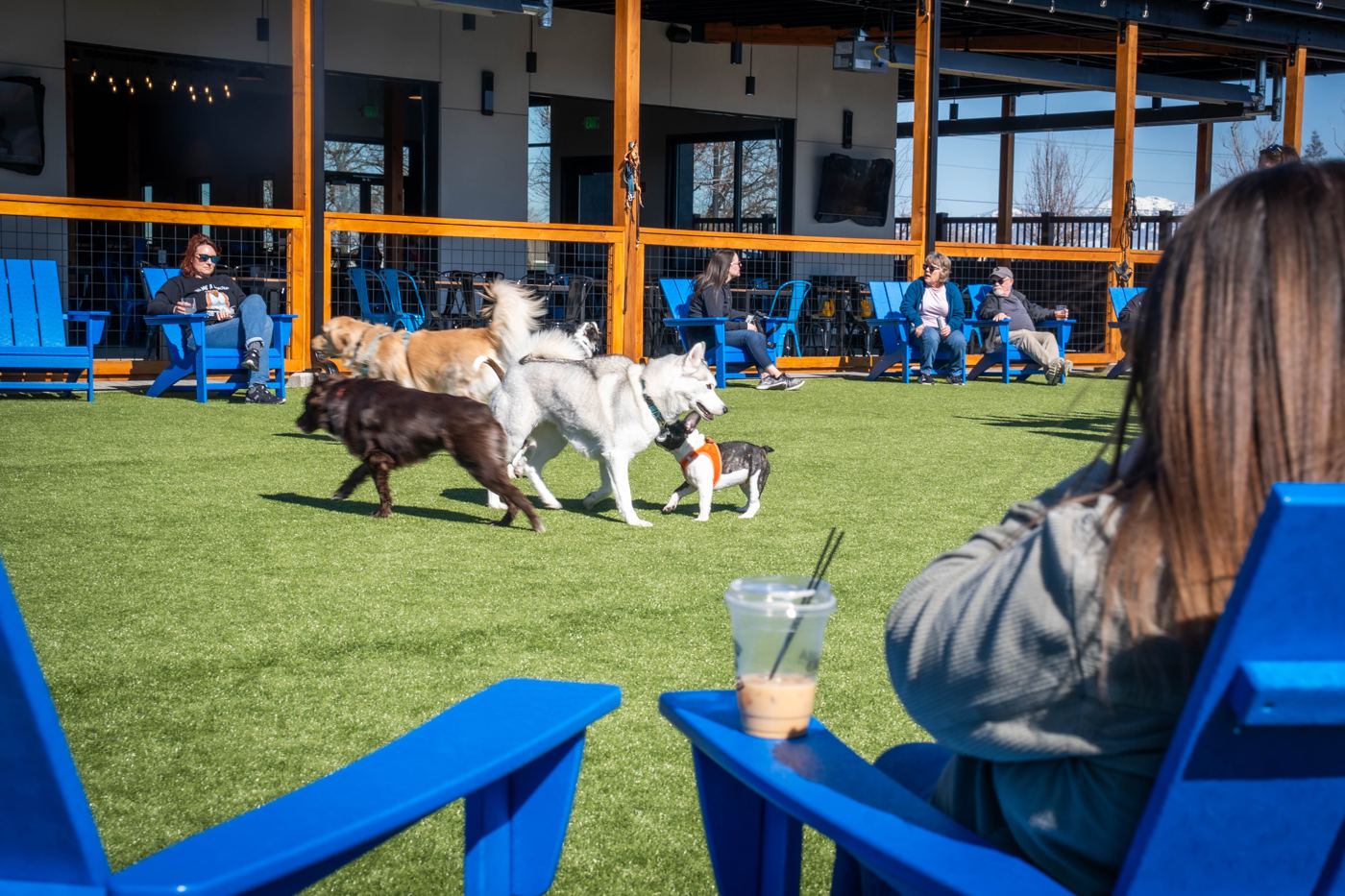 Dogs playing off leash in the yard at Idaho Pups and Ales while owners watch